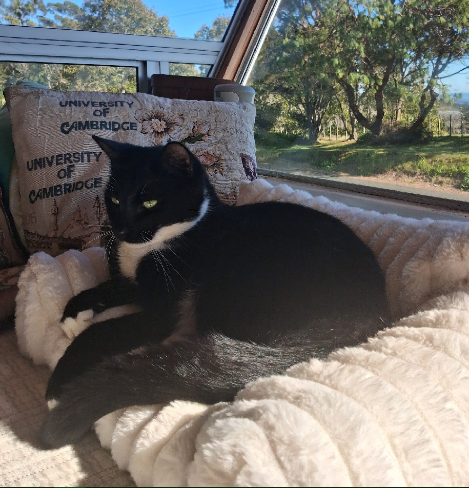 Forest, a black-and-white tuxedo cat with yellow-green eyes, a white chest and white paws