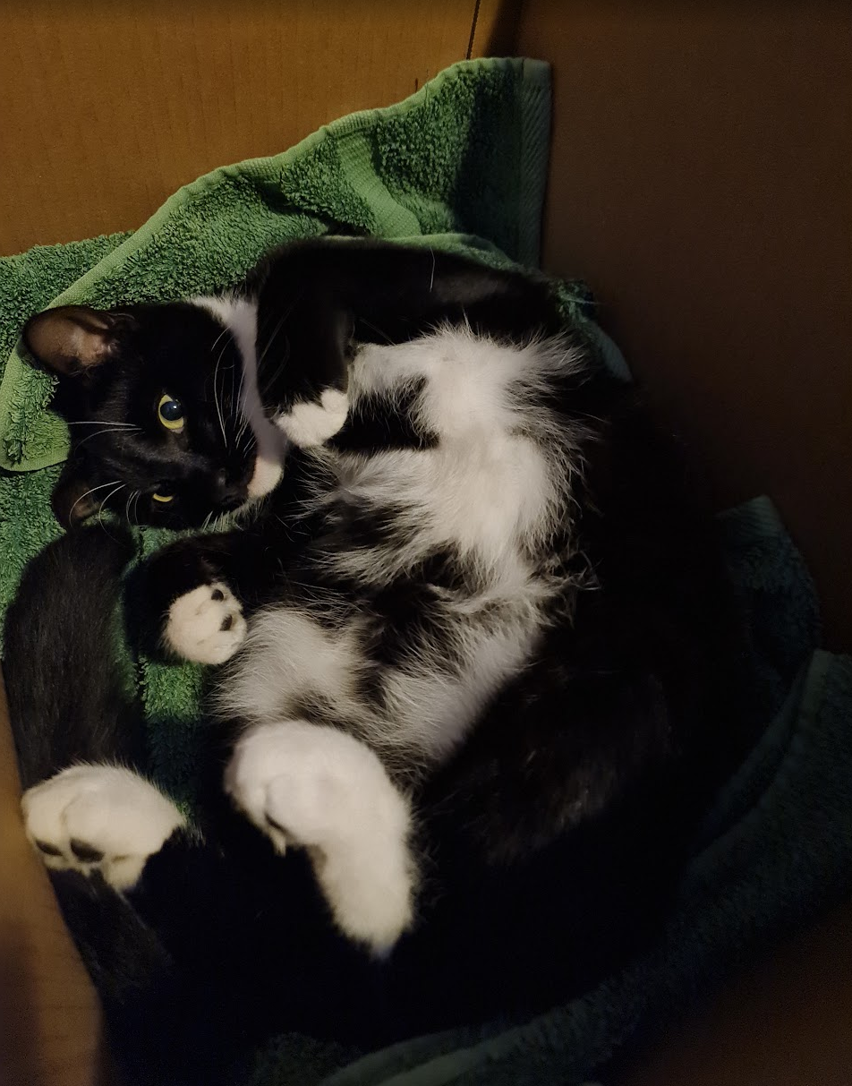 Forest’s white belly with irregular black patches